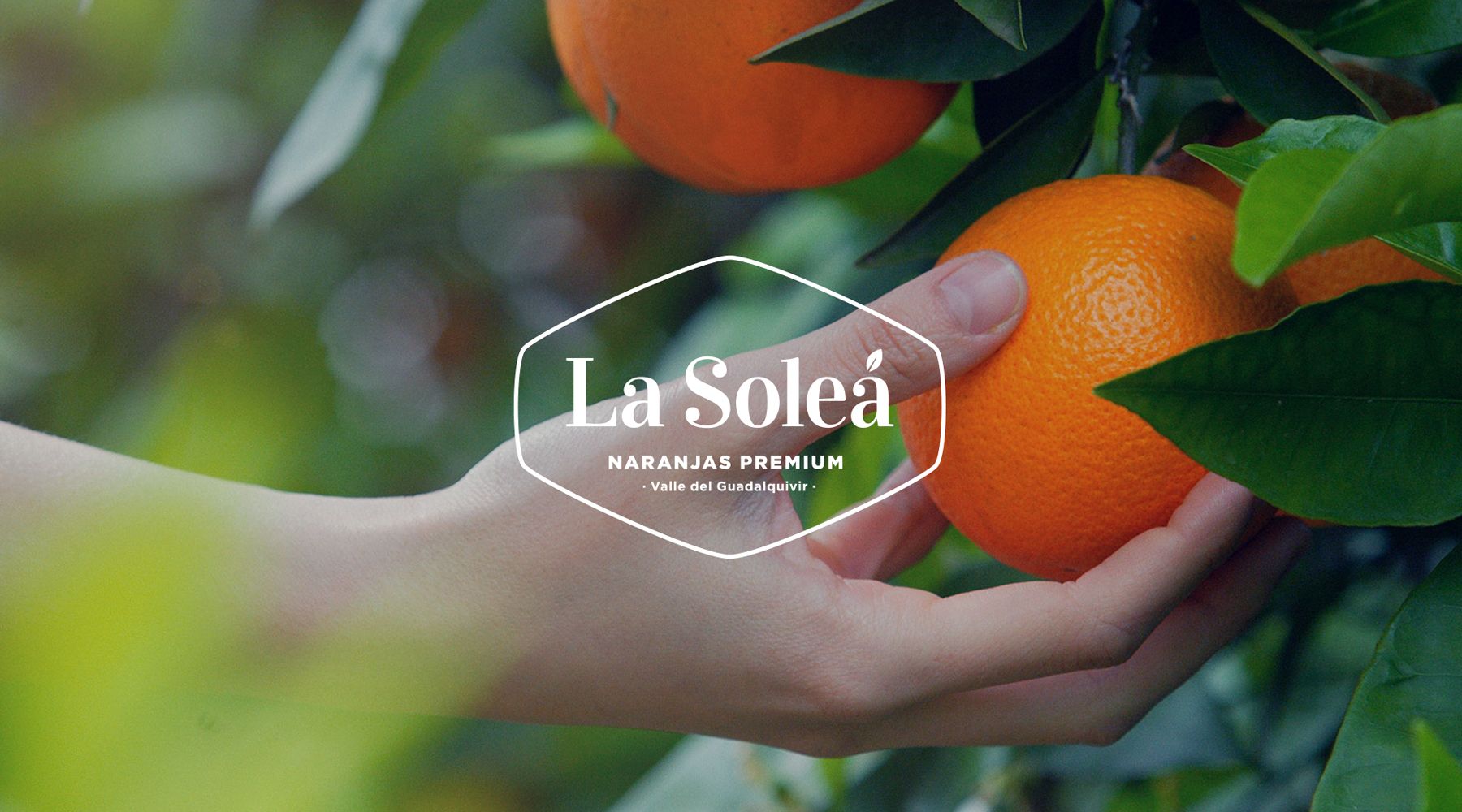 Logotipo de naranjas La Soleá